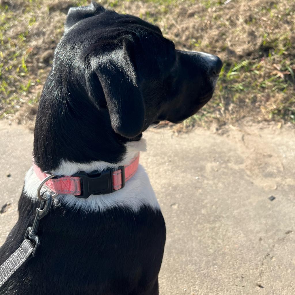 Lola, Adoptable, Adult Female Pit Bull Terrier & Black Labrador Retriever.