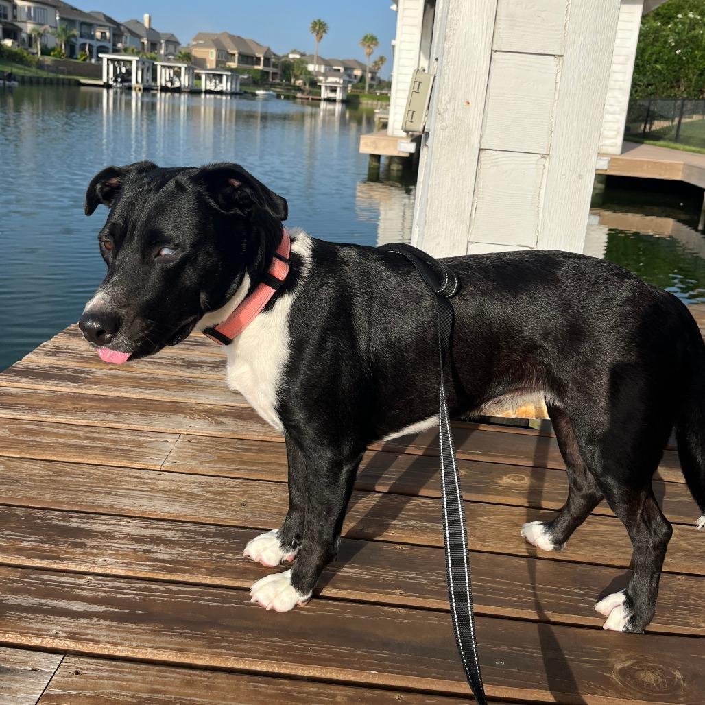 Lola, a Adoptable mixed breed in Houston, TX image 2/6