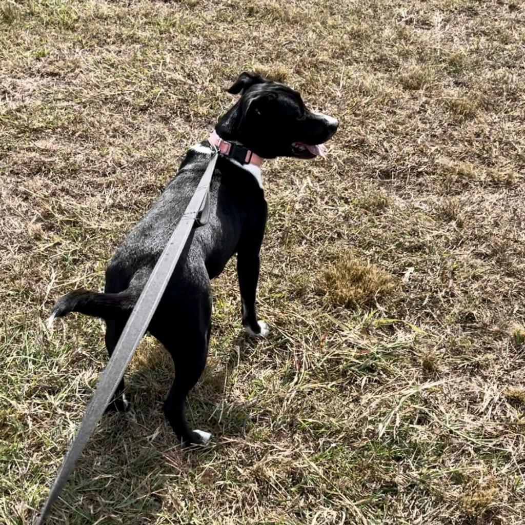 Lola, a Adoptable mixed breed in Houston, TX image 3/6