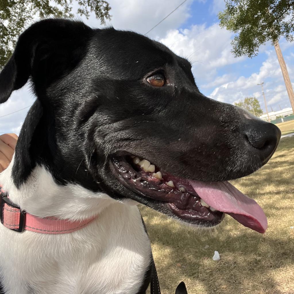 Lola, a Adoptable mixed breed in Houston, TX image 4/6