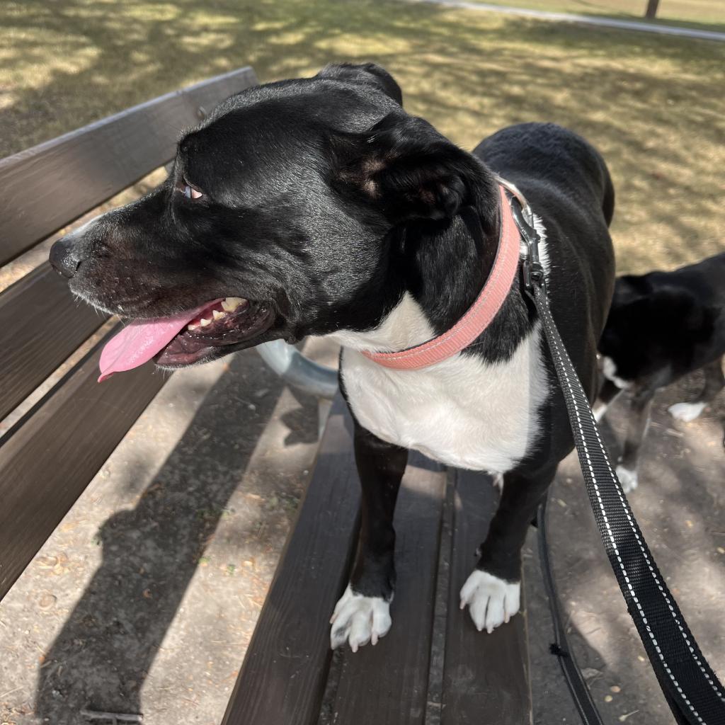 Lola, a Adoptable mixed breed in Houston, TX image 5/6