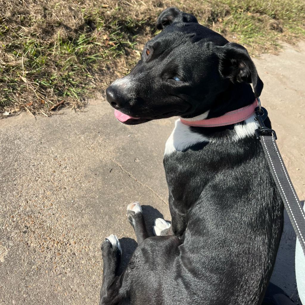 Lola, a Adoptable mixed breed in Houston, TX image 6/6