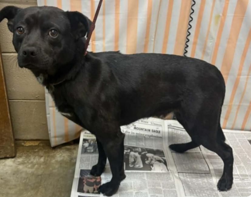 Enlarge Waldo, a Adoptable Mixed Breed in Hazard, KY image 2/2