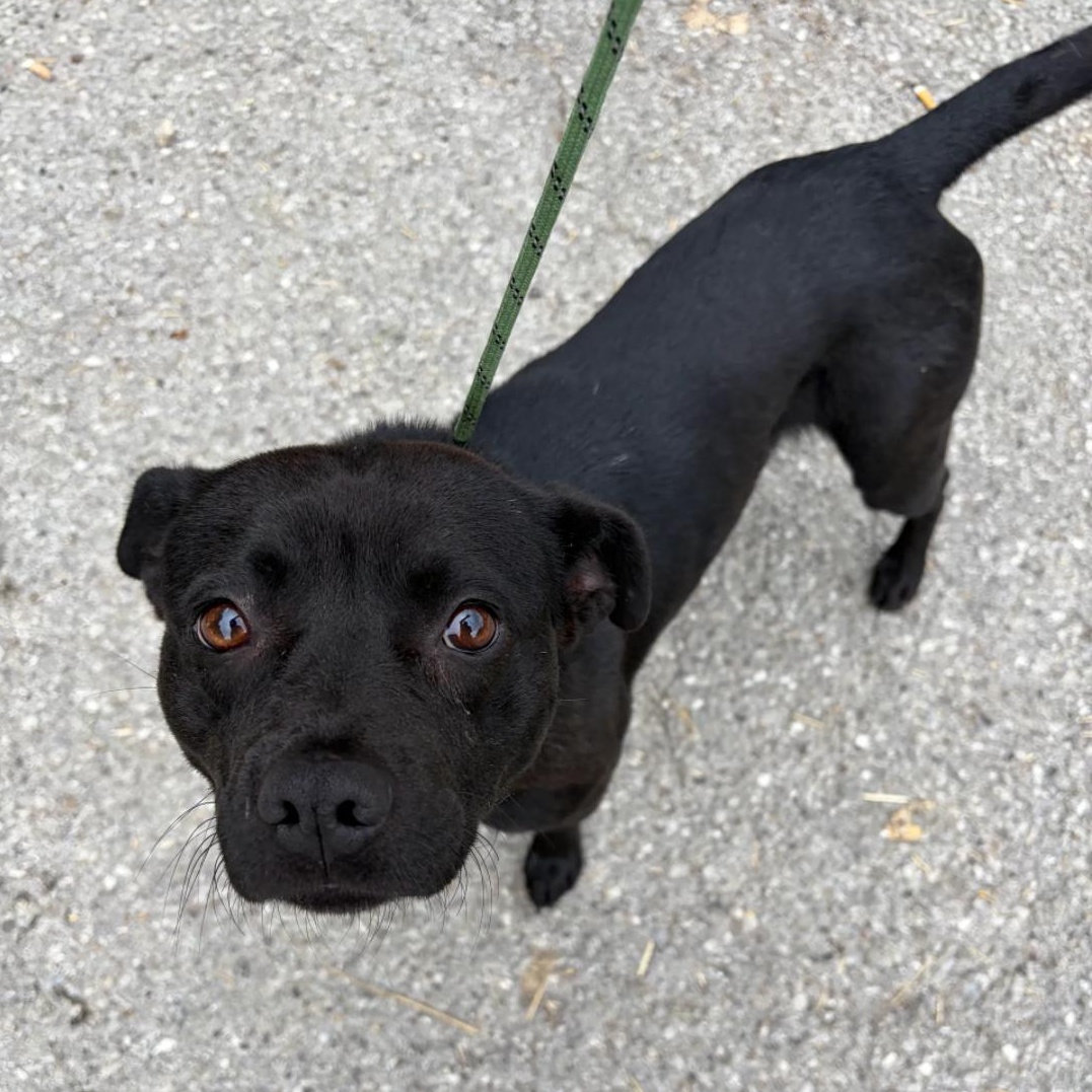 Waldo, Adoptable, Young Male Mixed Breed.