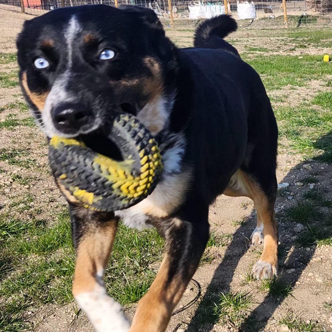 ROSALIND, a Adoptable mixed breed in Weatherford, TX image 1/3