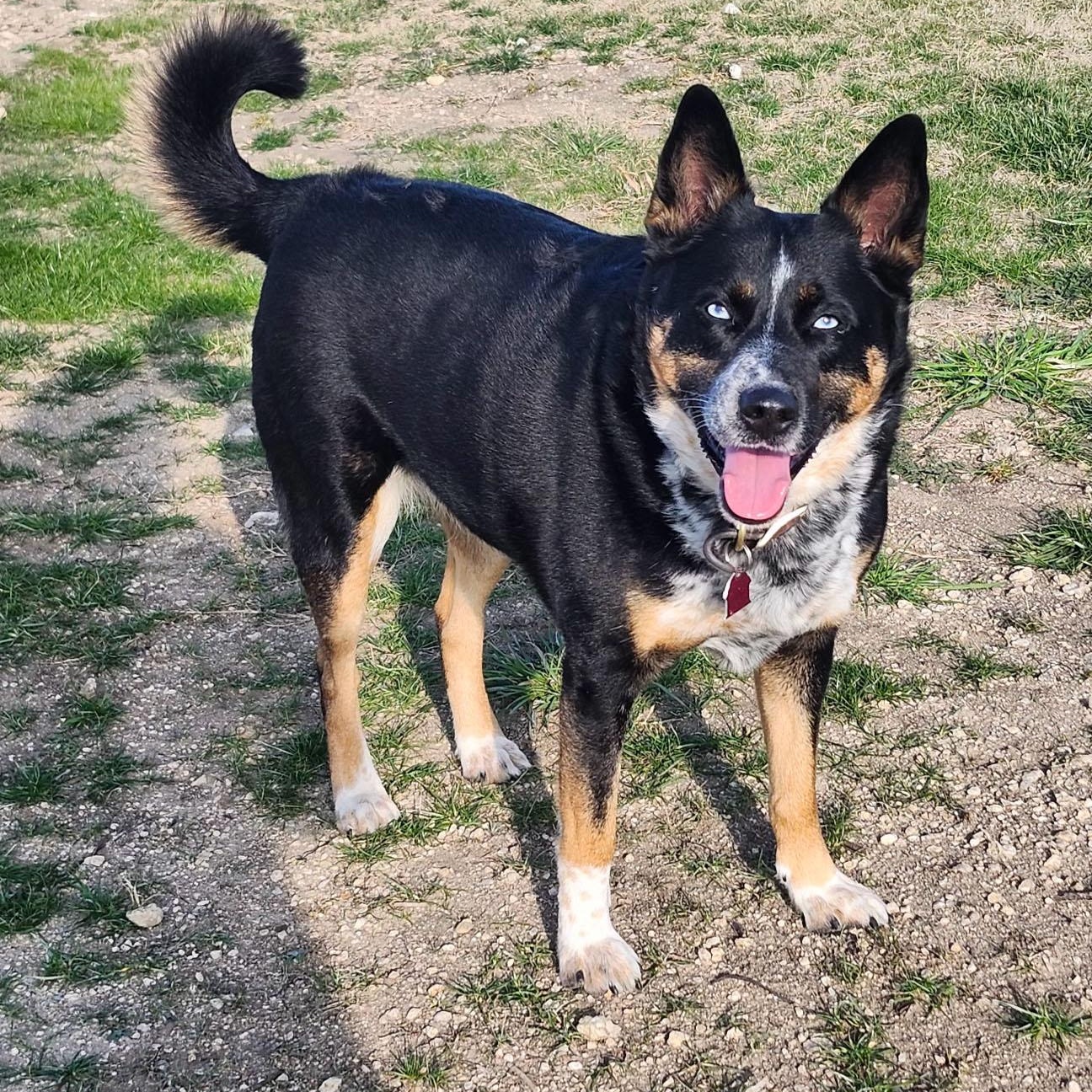 ROSALIND, a Adoptable mixed breed in Weatherford, TX image 2/3