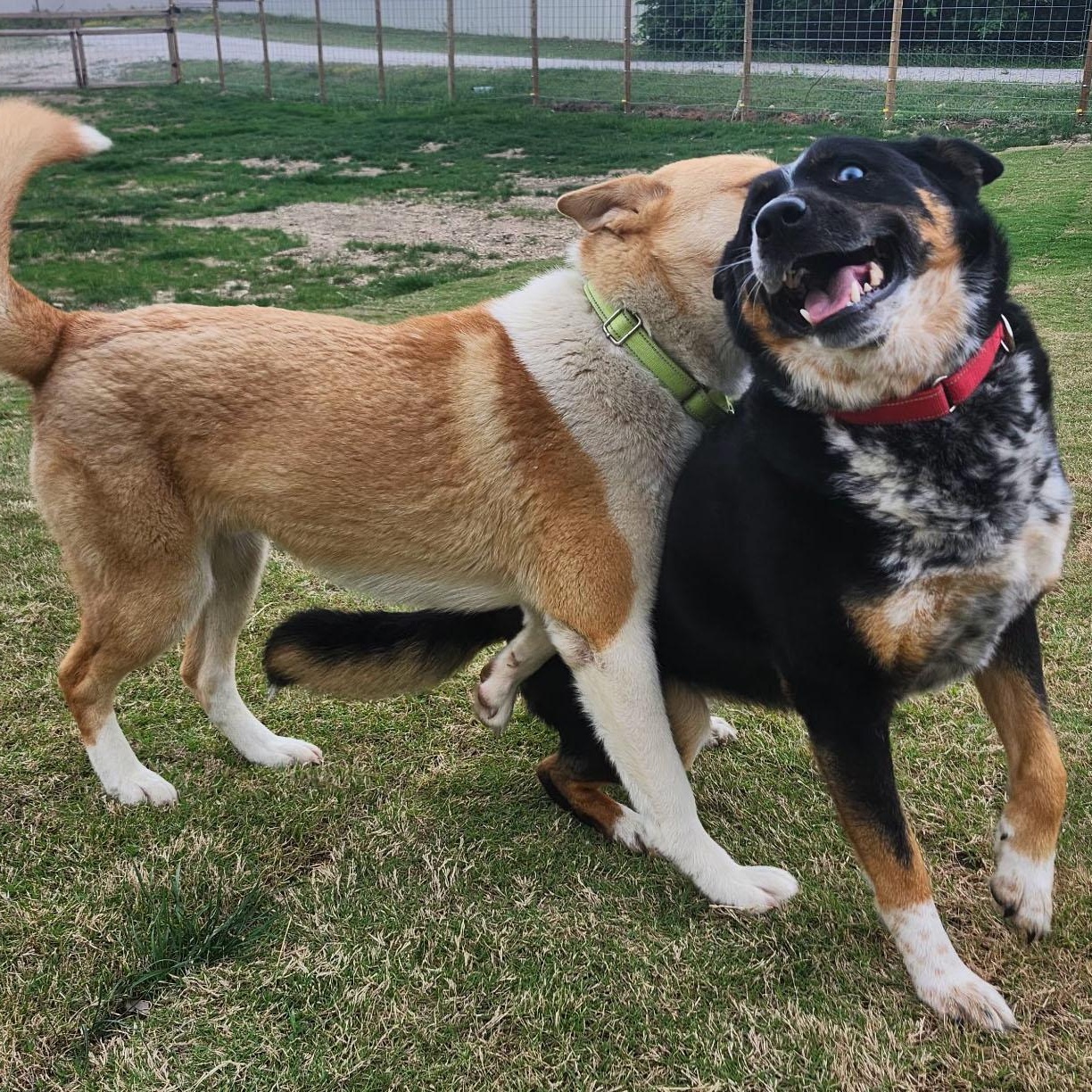ROSALIND, a Adoptable mixed breed in Weatherford, TX image 3/3