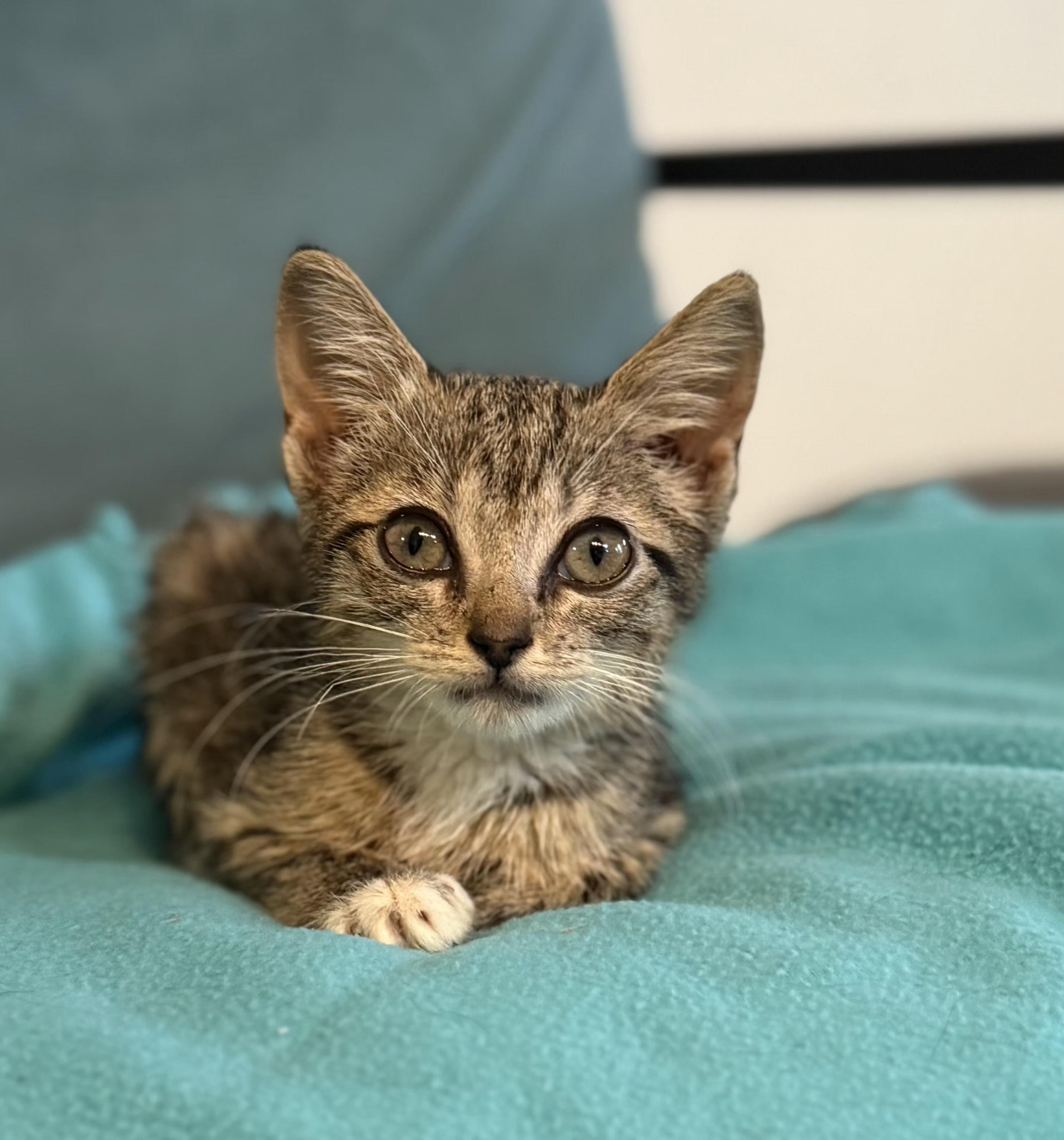 Kendall Domestic Short Hair Cat
