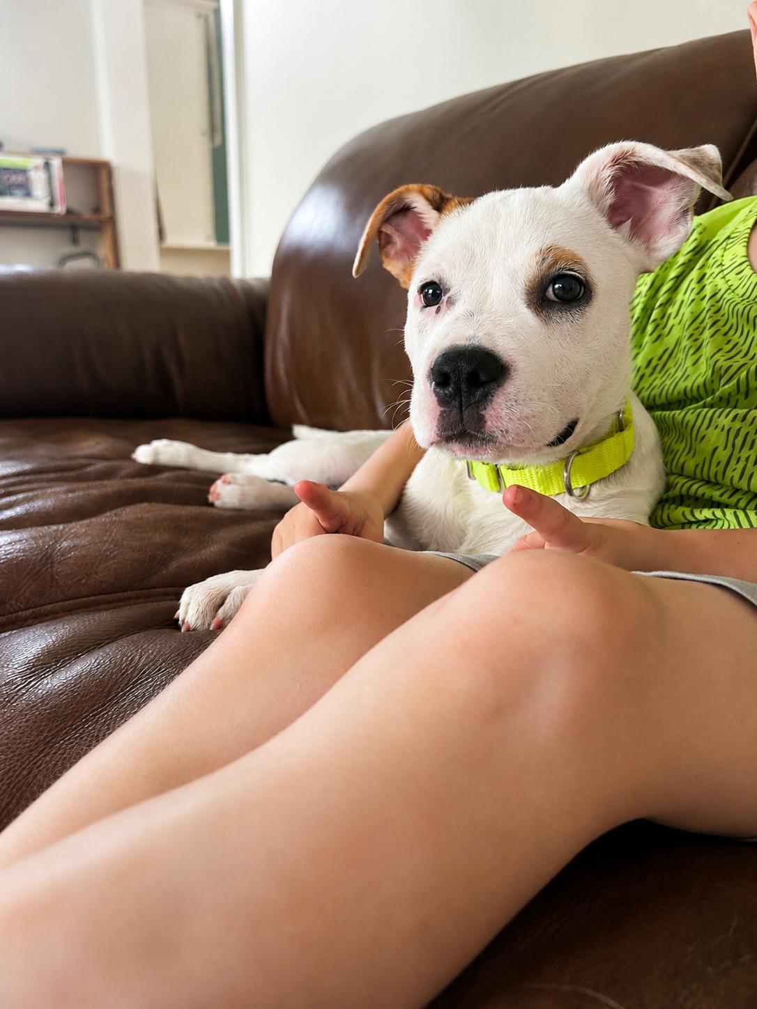 Enlarge Tex, a Adoptable mixed breed in Pembroke, MA image 3/3