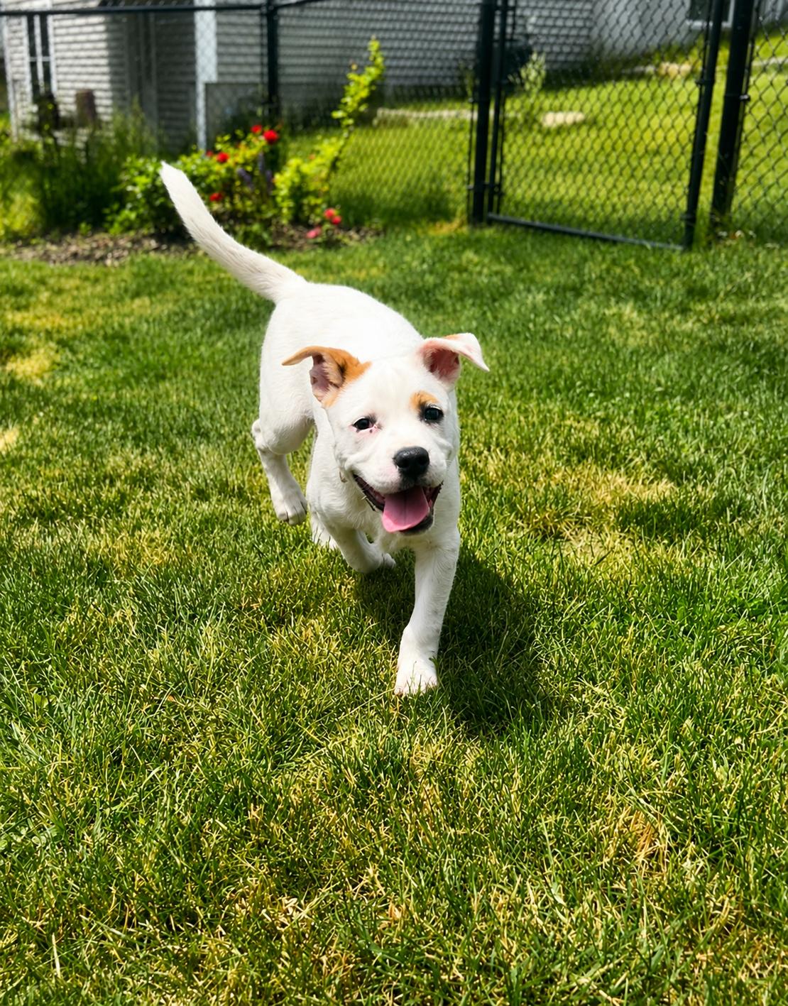 Enlarge Tex, a Adoptable mixed breed in Pembroke, MA image 1/3