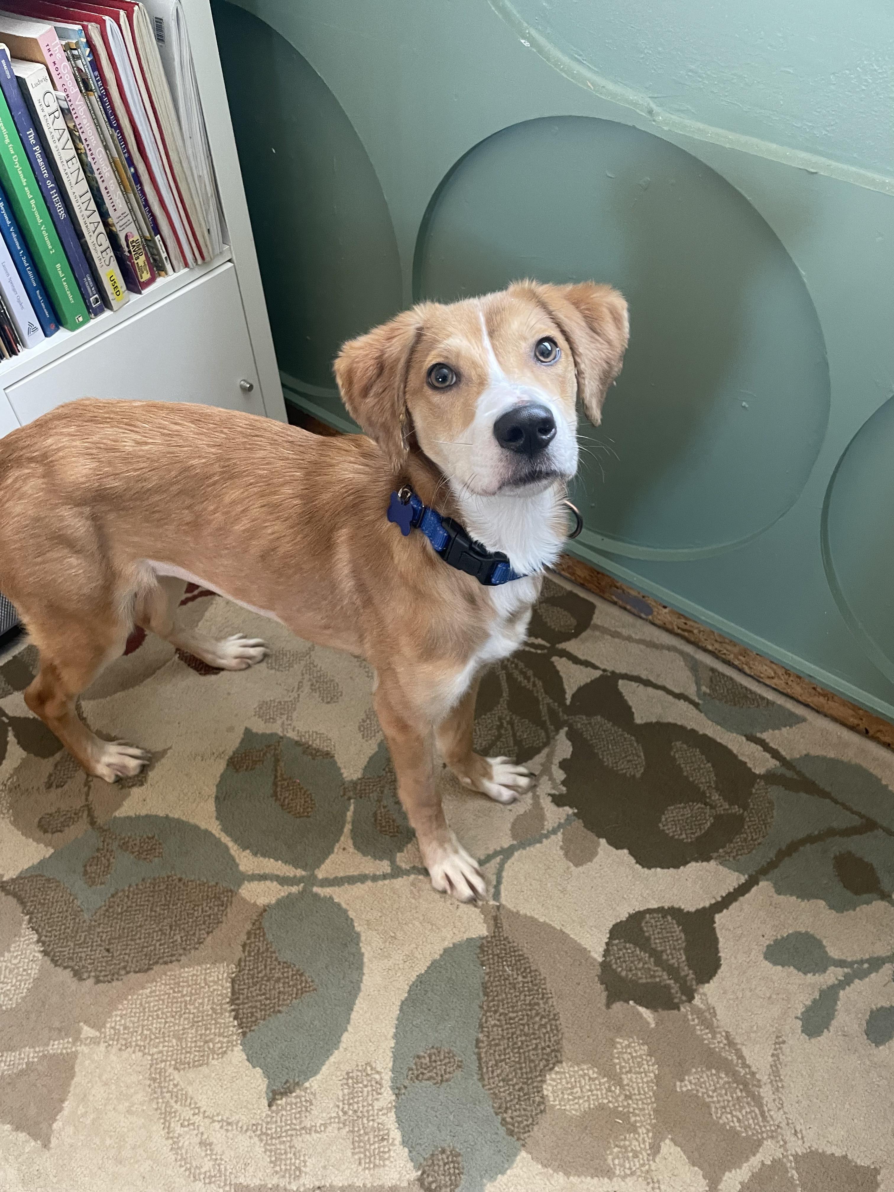 Dorothy, an adoptable mixed breed in Fort Collins, CO image 3/5