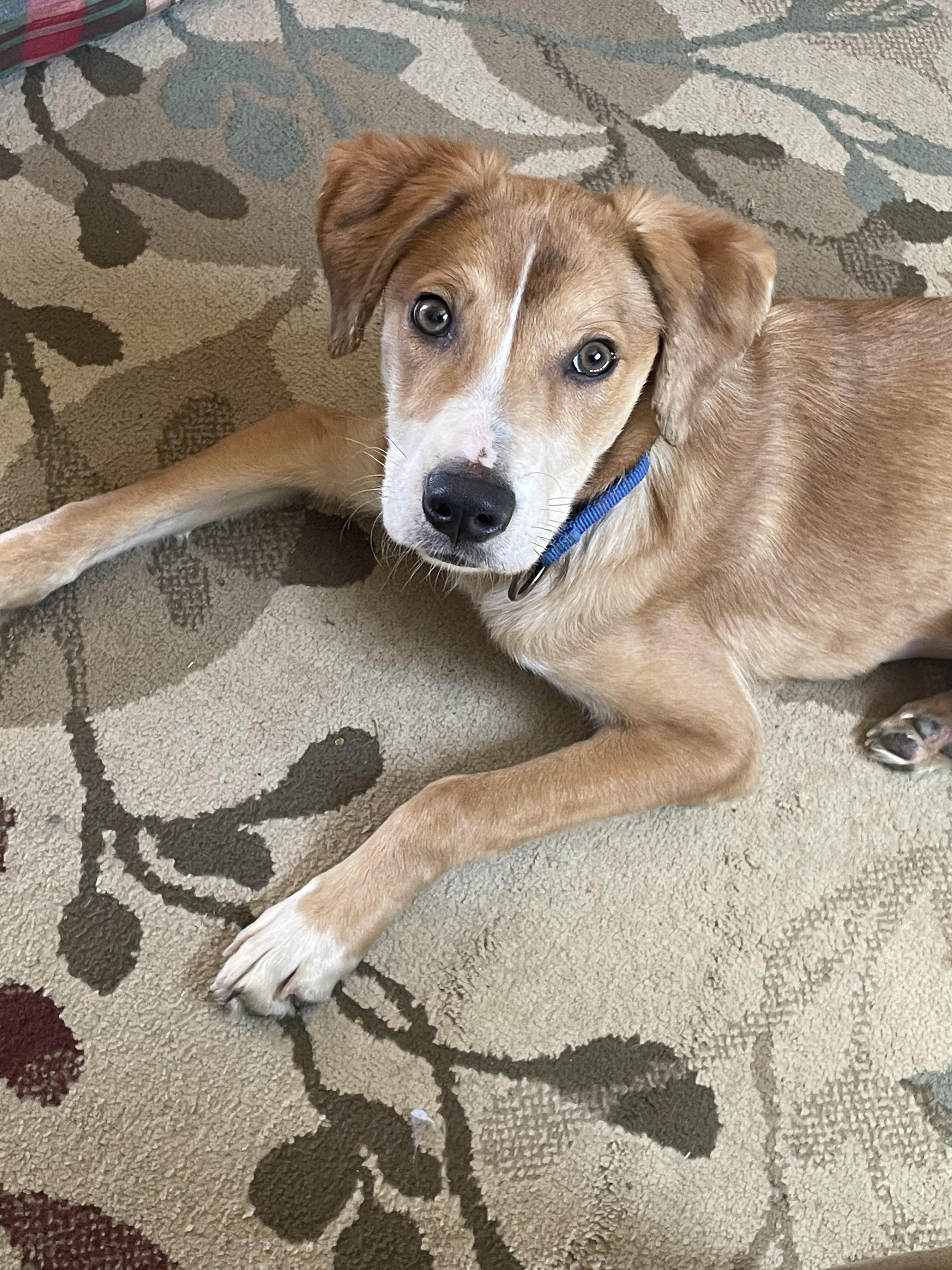 Dorothy, an adoptable mixed breed in Fort Collins, CO image 2/5