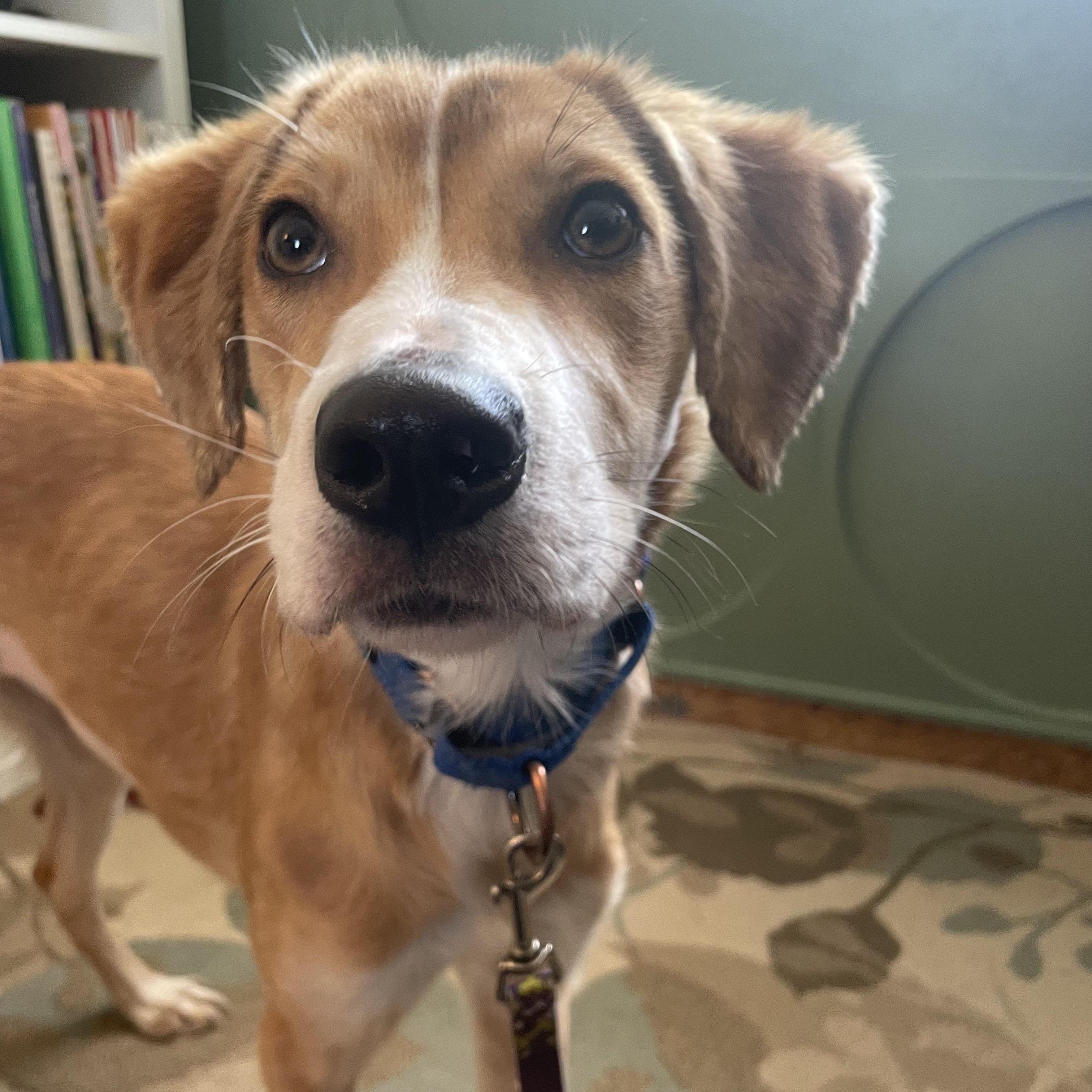 Dorothy, an adoptable mixed breed in Fort Collins, CO image 1/5