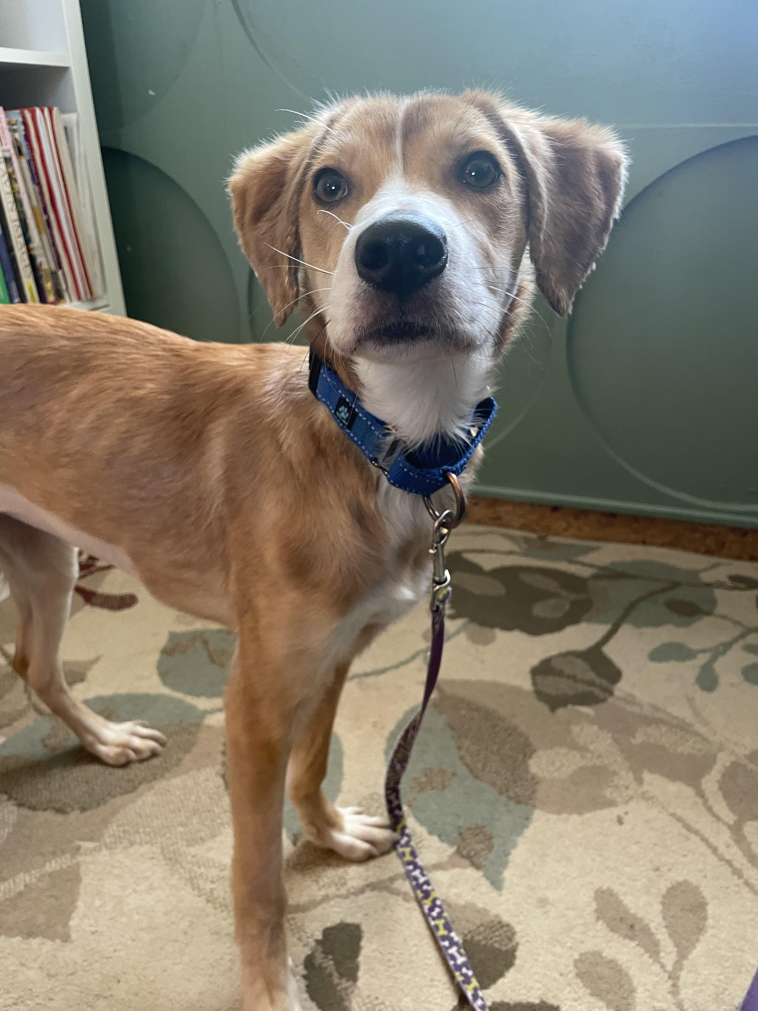 Dorothy, an adoptable mixed breed in Fort Collins, CO image 4/5