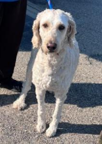 IVORY 173-26, a ADOPTABLE Poodle in Cambridge, OH image 2/6
