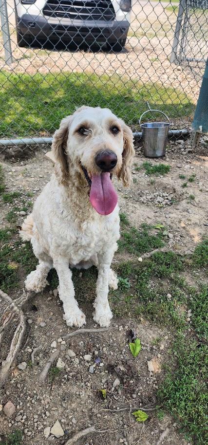 IVORY 173-26, ADOPTABLE, Adult Female Poodle.