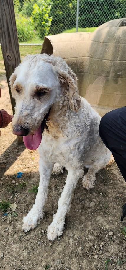 IVORY 173-26, a ADOPTABLE Poodle in Cambridge, OH image 5/6