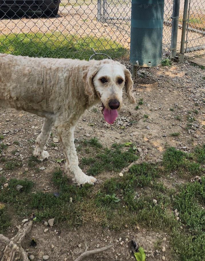 IVORY 173-26, a ADOPTABLE Poodle in Cambridge, OH image 6/6