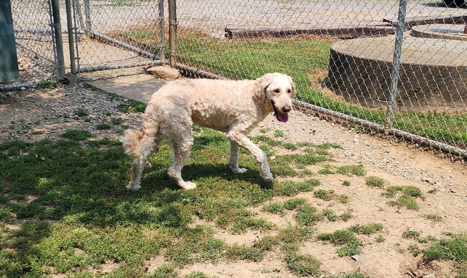 IVORY 173-26, a ADOPTABLE Poodle in Cambridge, OH image 3/6