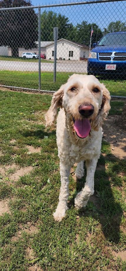 IVORY 173-26, a ADOPTABLE Poodle in Cambridge, OH image 4/6
