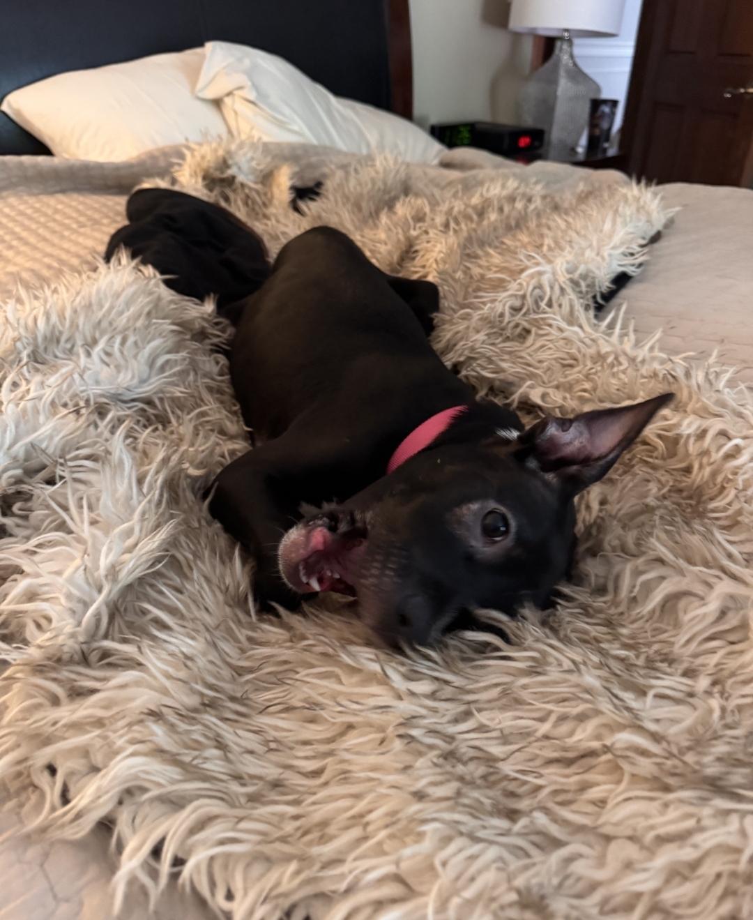 Jetty - In Foster, a Adoptable mixed breed in Kalamazoo, MI image 4/6