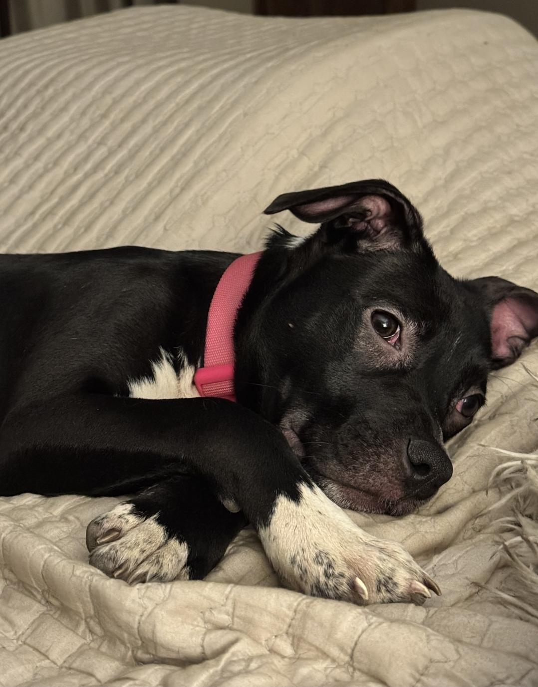 Jetty - In Foster, a Adoptable mixed breed in Kalamazoo, MI image 5/6