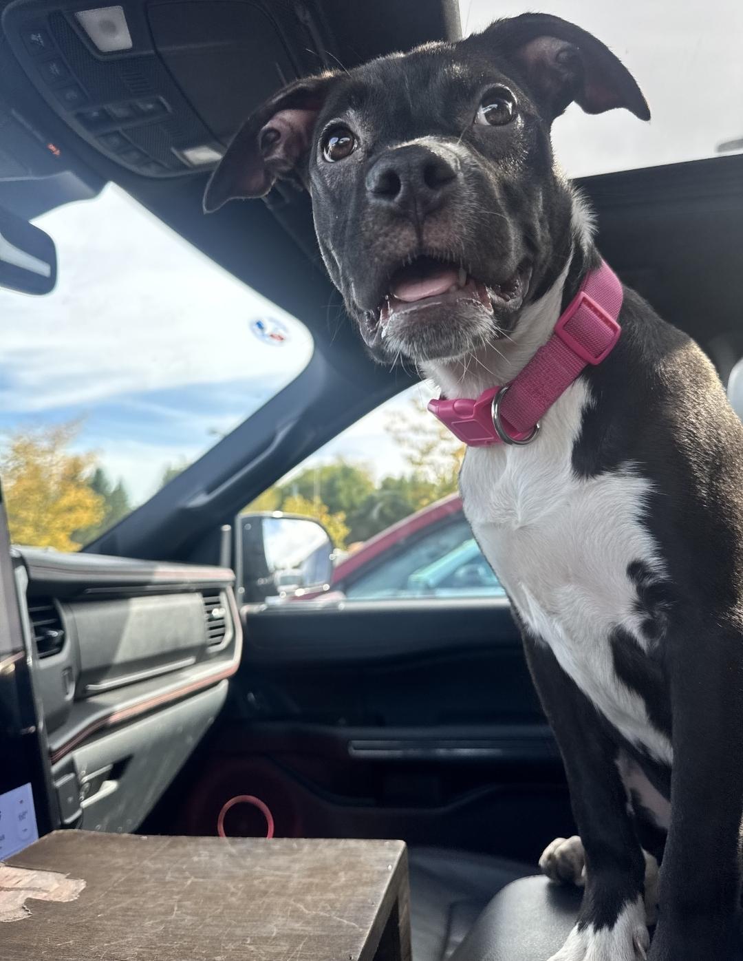 Jetty - In Foster