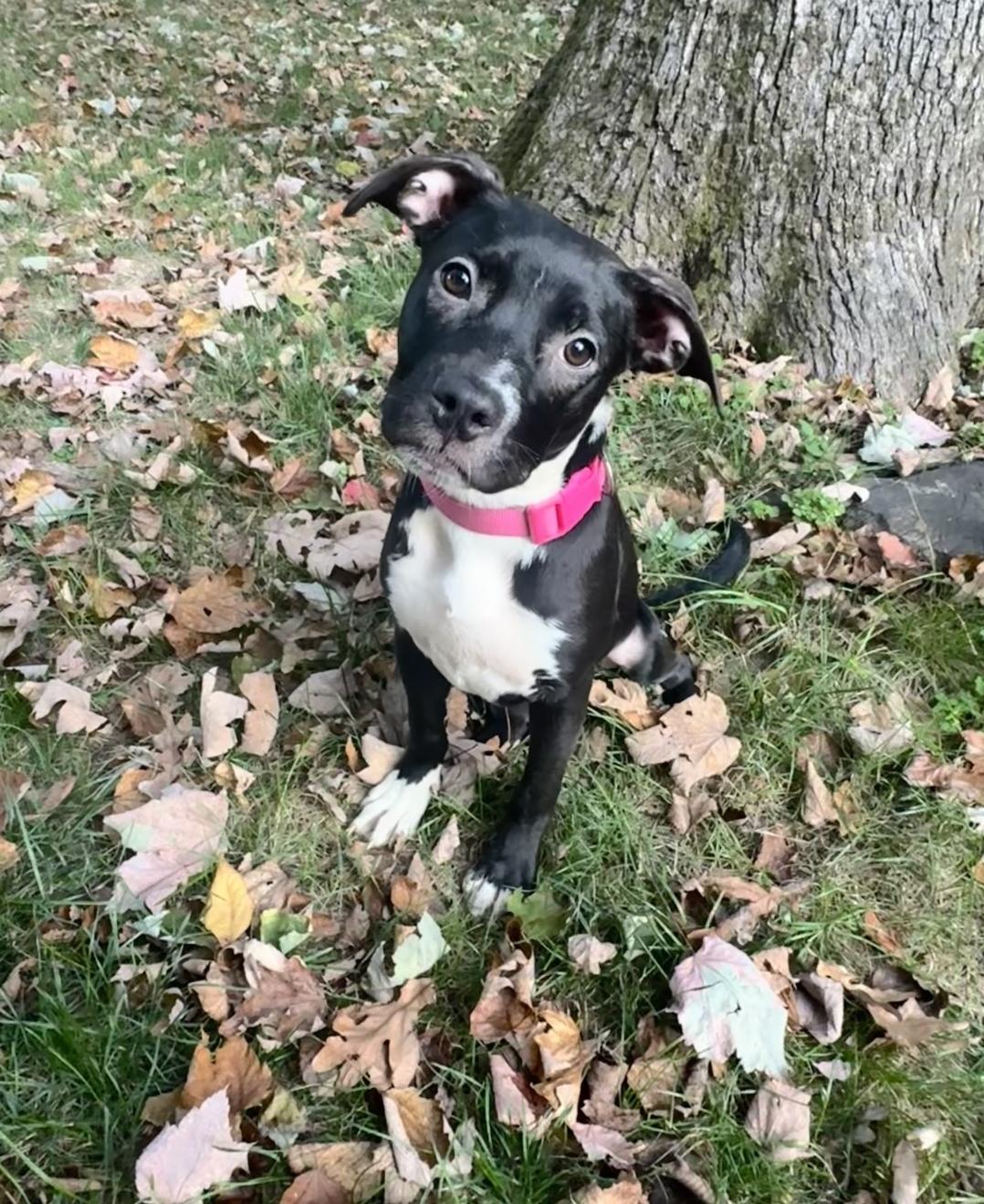 Jetty - In Foster, a Adoptable mixed breed in Kalamazoo, MI image 3/6