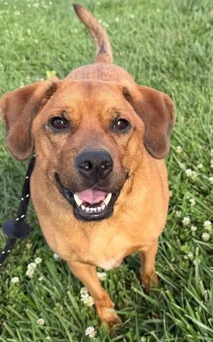 Enlarge Chili, a Adoptable mixed breed in Columbia, MO image 1/5