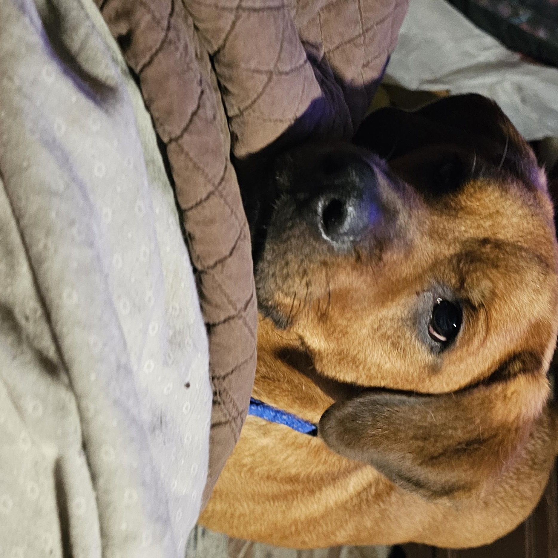 Enlarge Chili, a Adoptable mixed breed in Columbia, MO image 5/5