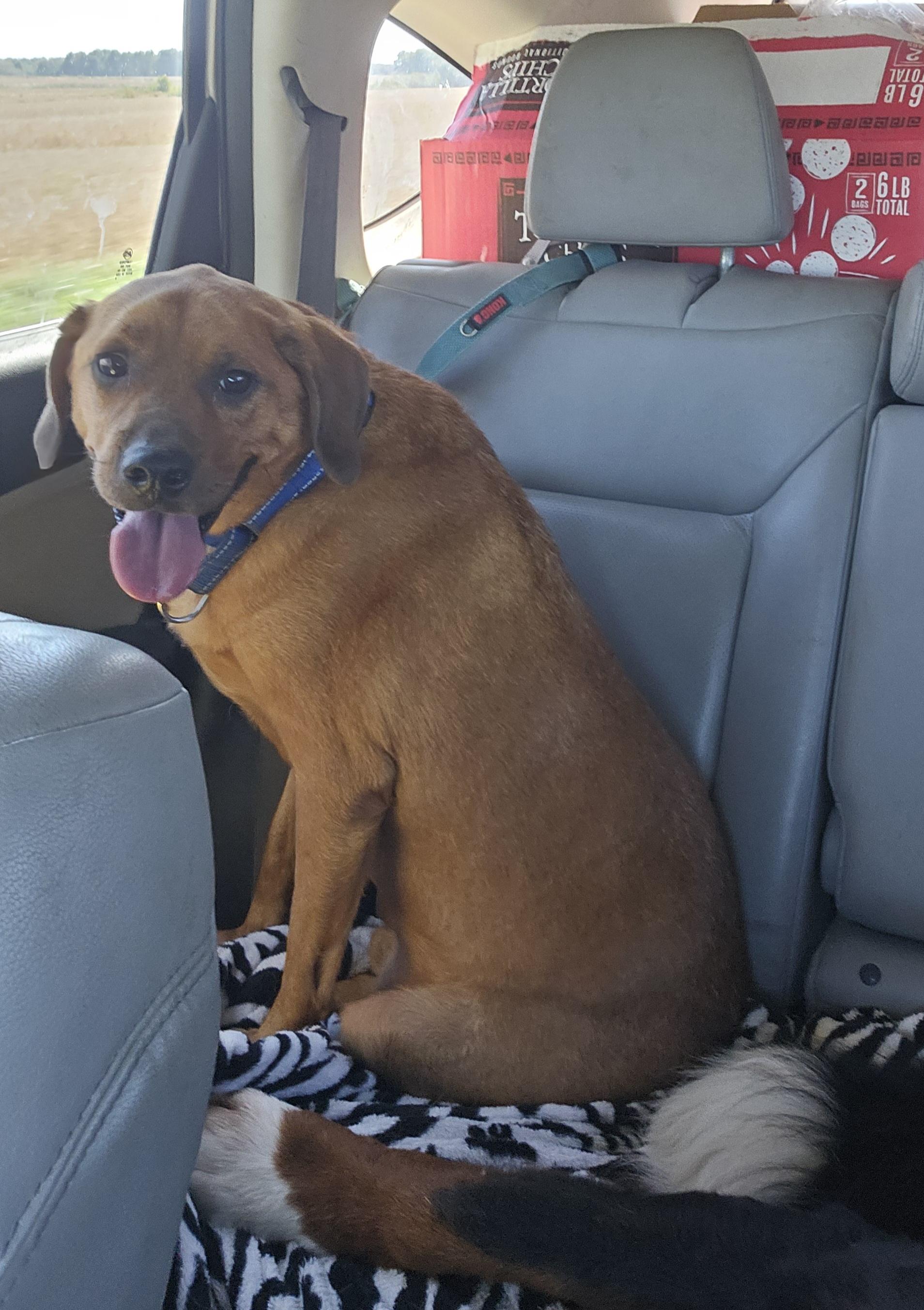 Enlarge Chili, a Adoptable mixed breed in Columbia, MO image 2/5