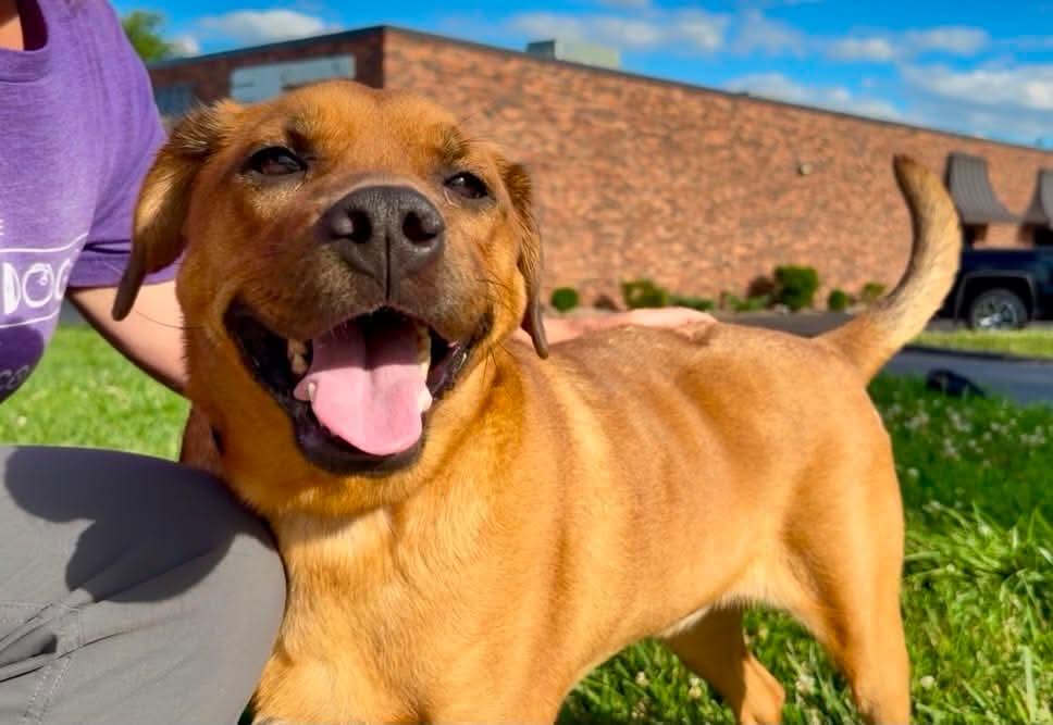 Enlarge Chili, a Adoptable mixed breed in Columbia, MO image 3/5