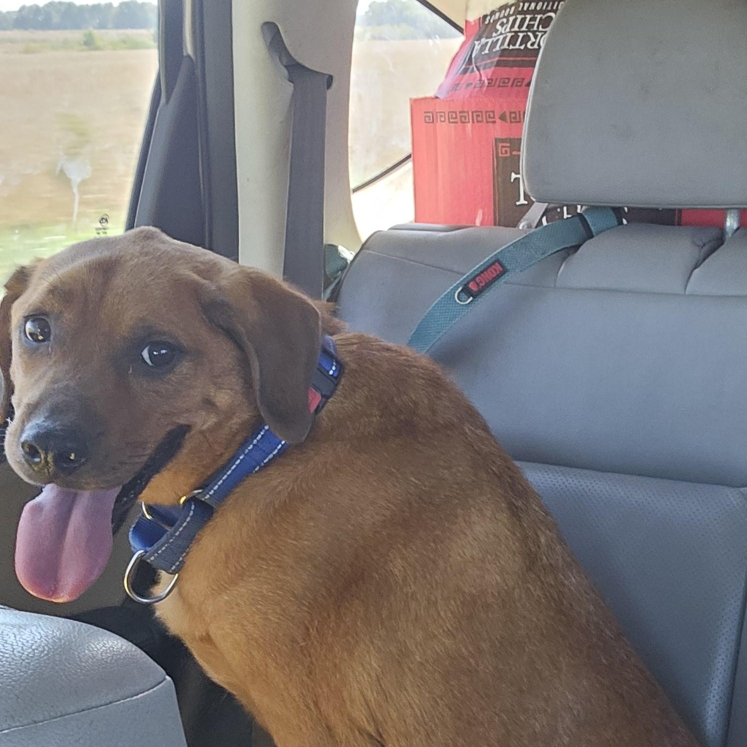 Enlarge Chili, a Adoptable mixed breed in Columbia, MO image 4/5