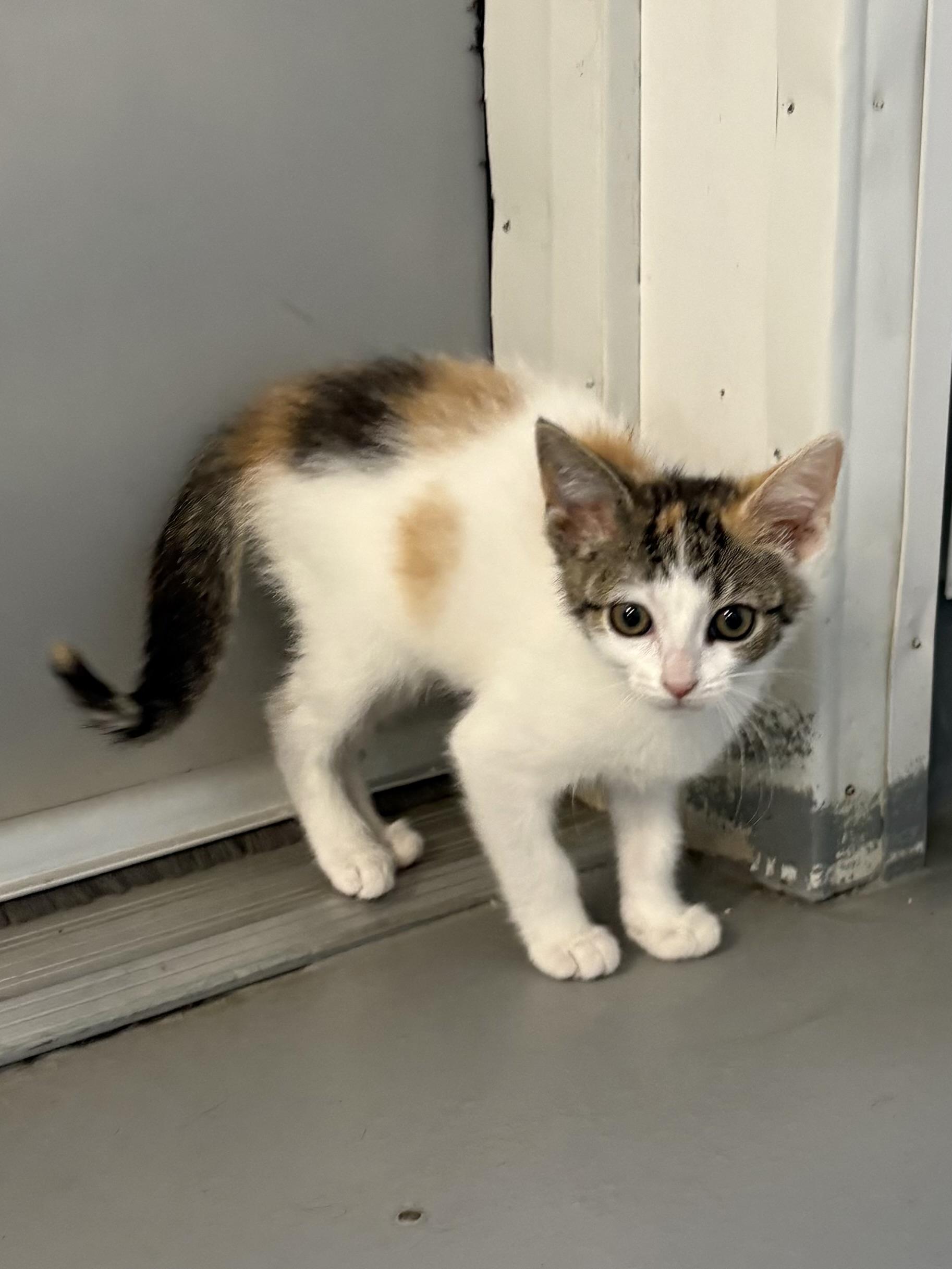 Enlarge Leelu, a ADOPTABLE Calico in Big Rapids, MI image 2/5