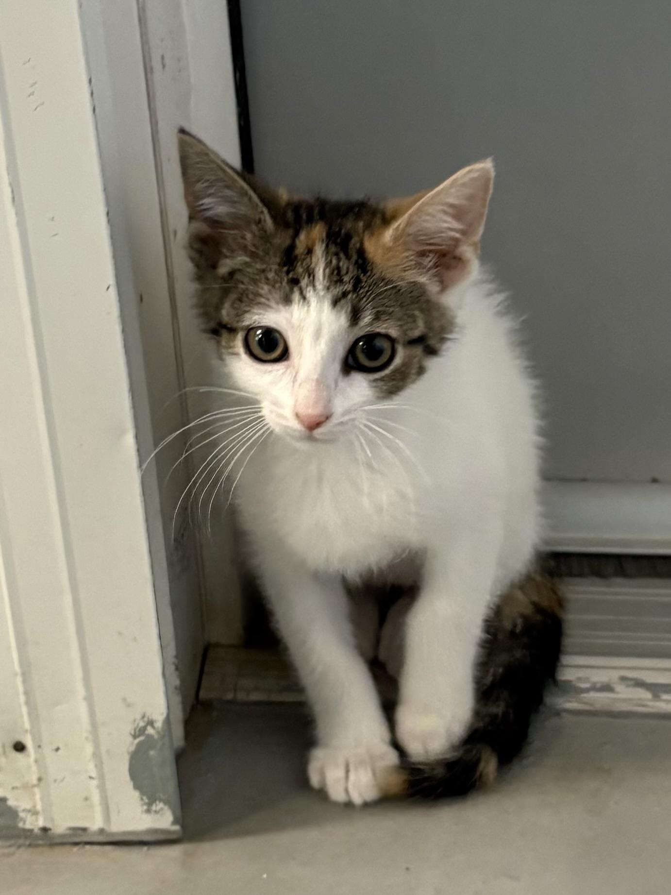 Enlarge Leelu, a ADOPTABLE Calico in Big Rapids, MI image 4/5