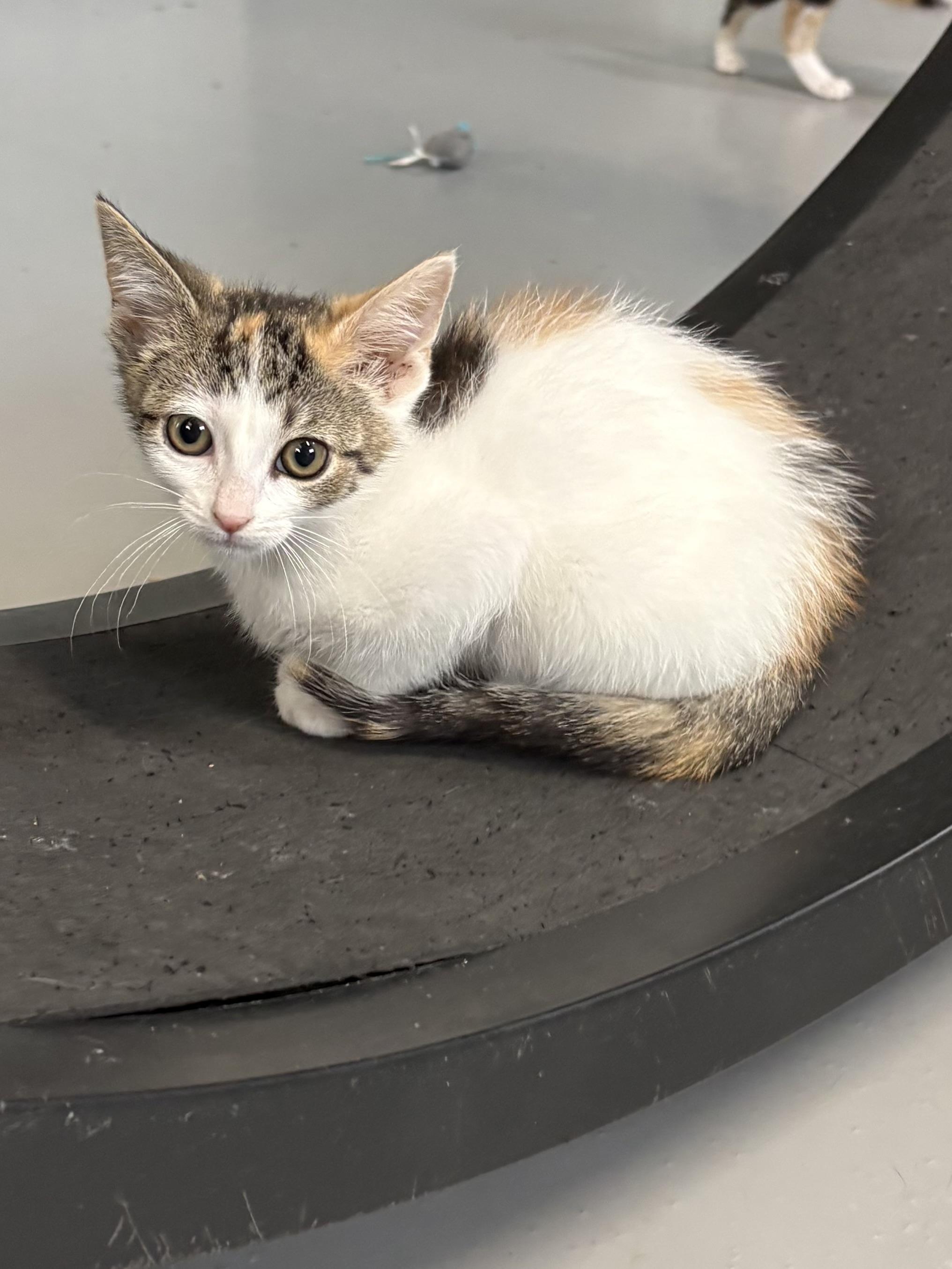Enlarge Leelu, a ADOPTABLE Calico in Big Rapids, MI image 1/5