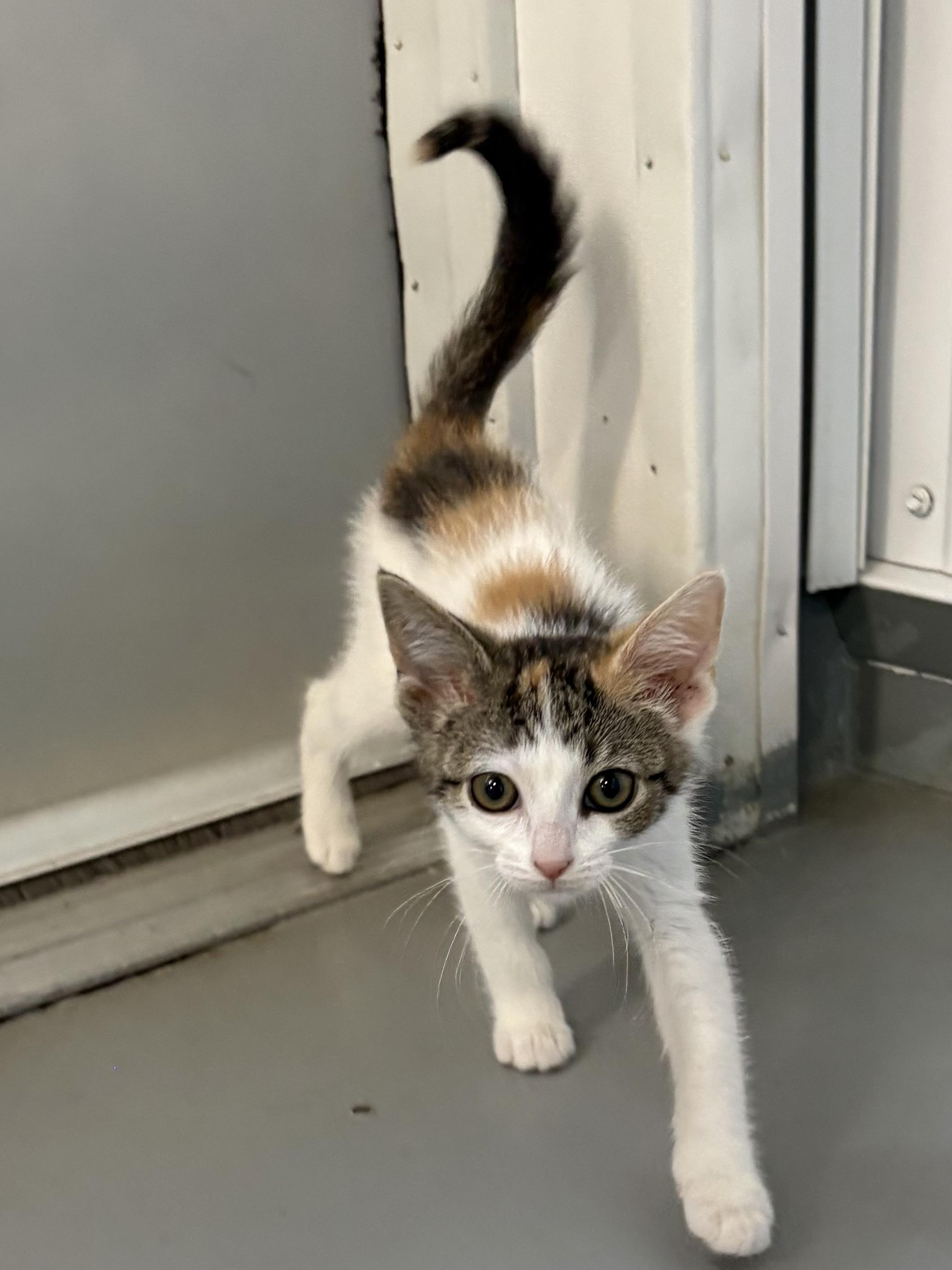 Enlarge Leelu, a ADOPTABLE Calico in Big Rapids, MI image 5/5
