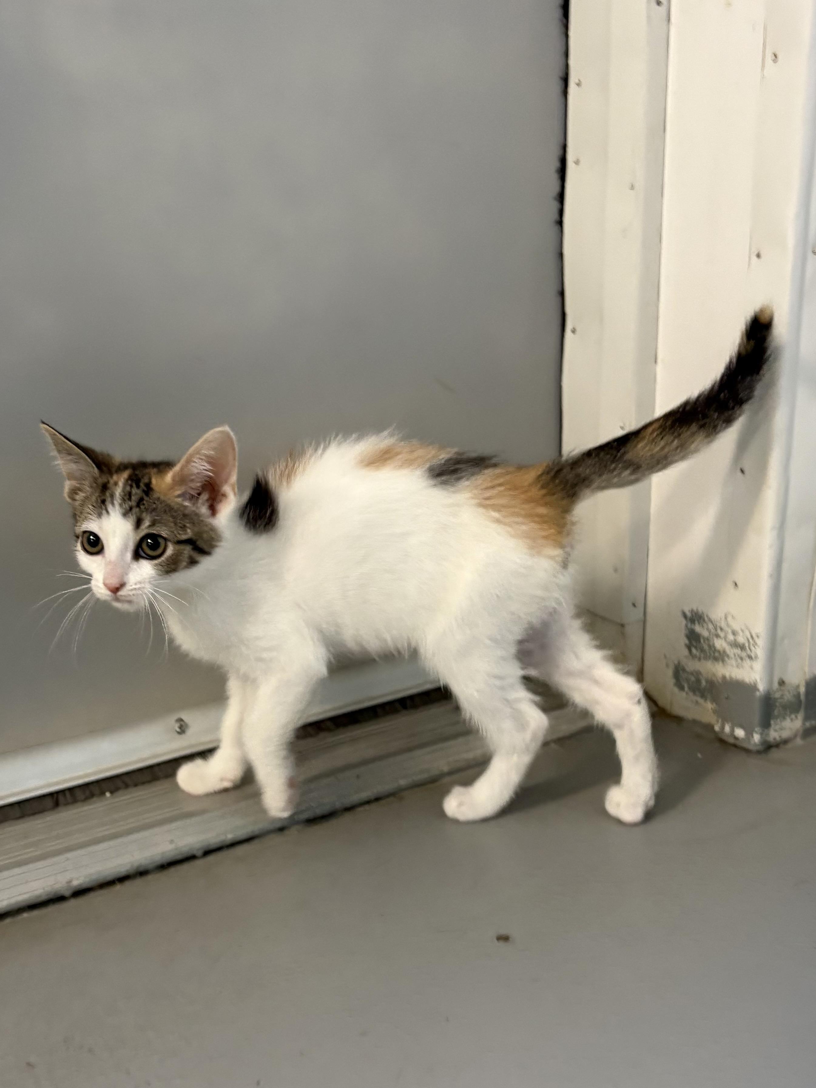 Enlarge Leelu, a ADOPTABLE Calico in Big Rapids, MI image 3/5
