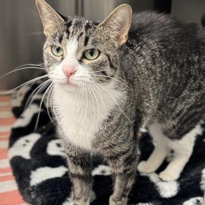 Elana, ADOPTABLE, Kitten Female Domestic Short Hair.