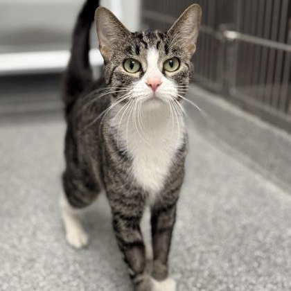 Elana, a ADOPTABLE mixed breed in Tinley Park, IL image 2/2