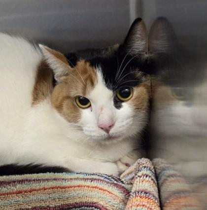 Sparkle, adopted, Adult Female Domestic Short Hair.