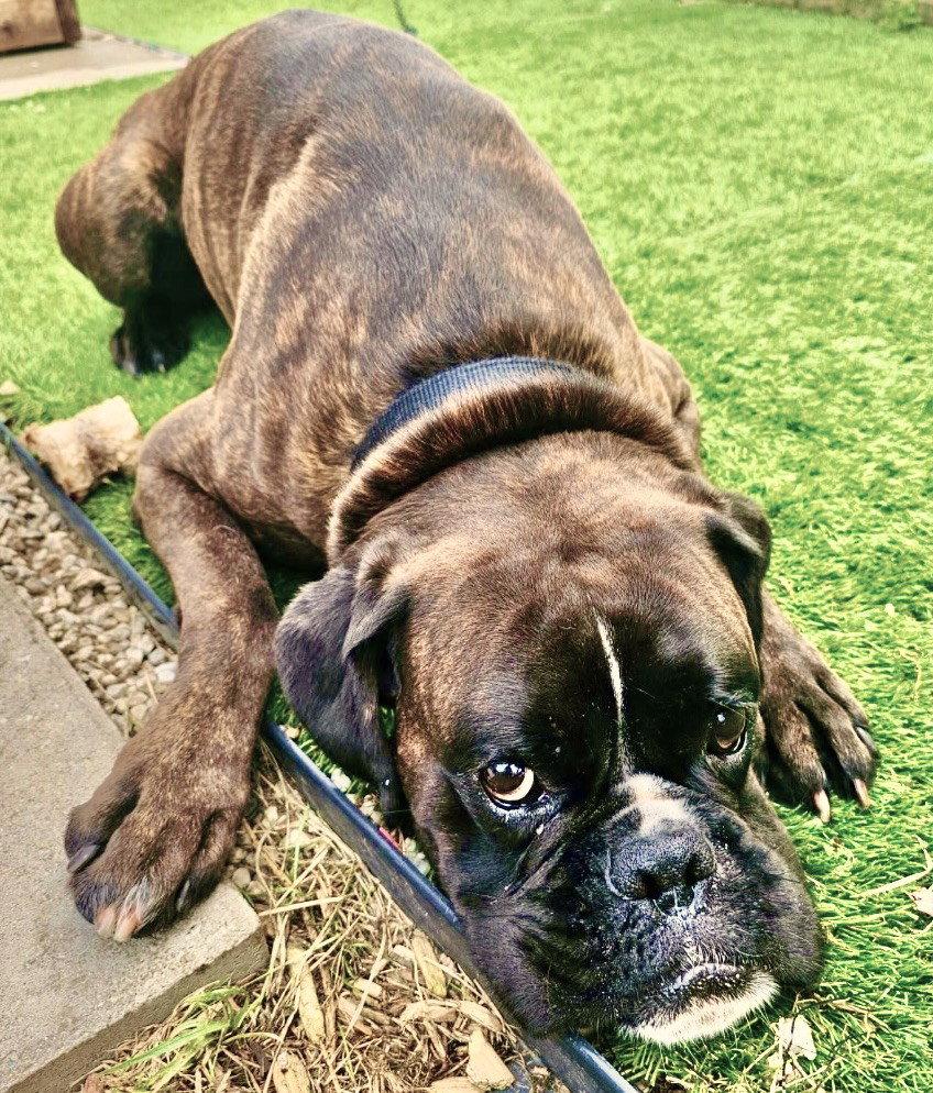 Enlarge Dex, a Adoptable Boxer in Berwick, PA image 1/3