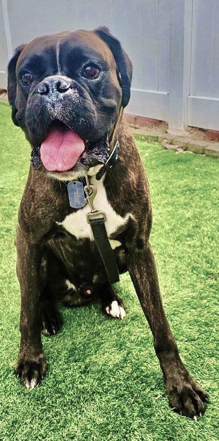 Enlarge Dex, a Adoptable Boxer in Berwick, PA image 2/3