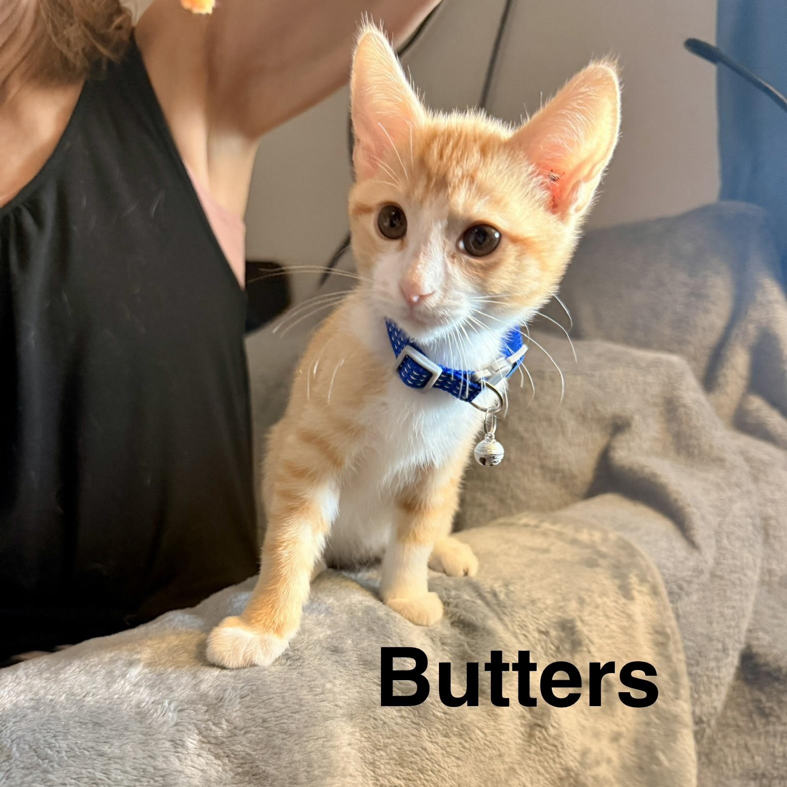 Butterscotch "Butters" photo