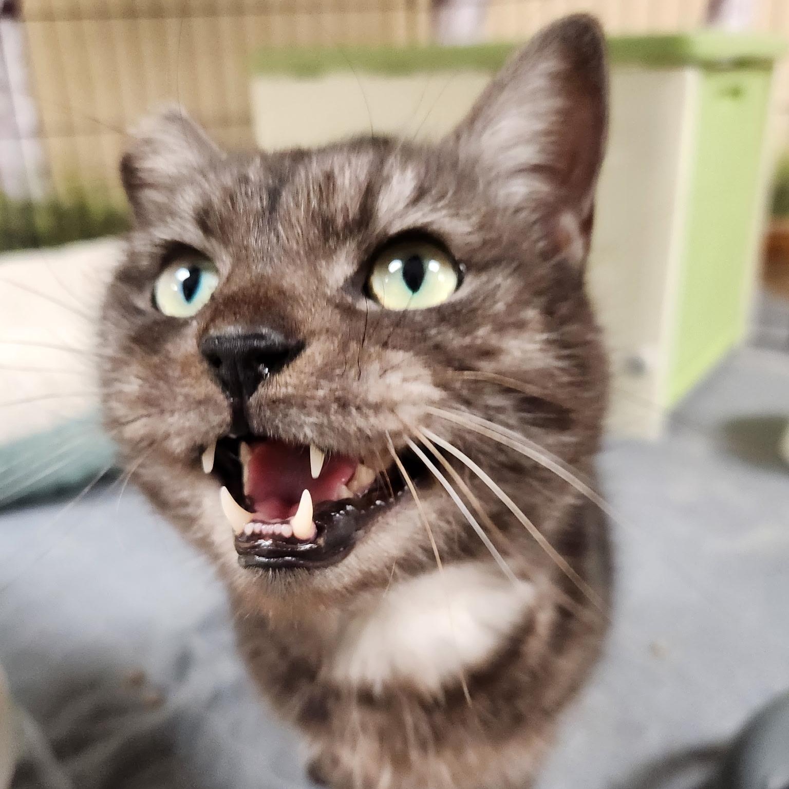 Enlarge Lupin, a Adoptable mixed breed in Scranton, PA image 4/4