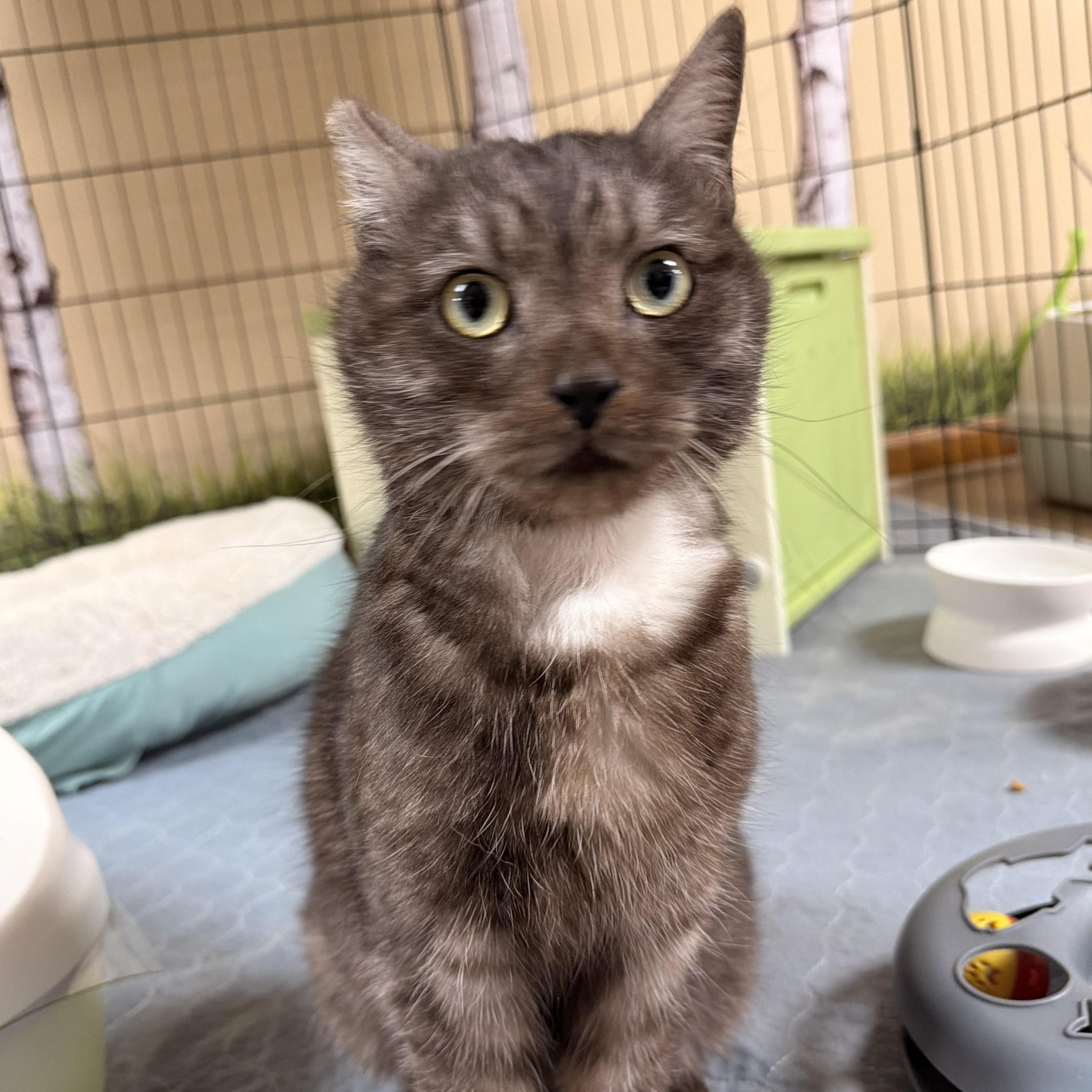 Enlarge Lupin, a Adoptable mixed breed in Scranton, PA image 2/4