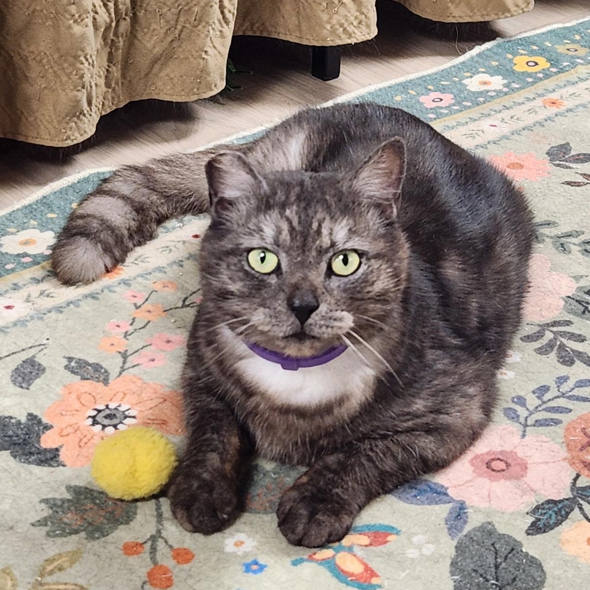 Lupin, Adoptable, Adult Male Domestic Short Hair.