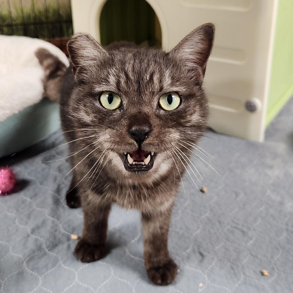 Enlarge Lupin, a Adoptable mixed breed in Scranton, PA image 3/4