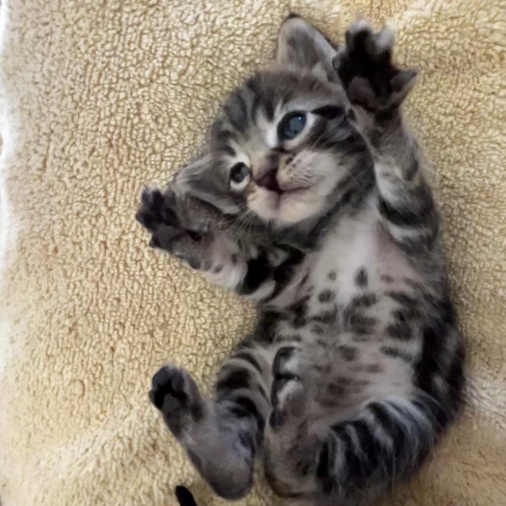 Wally, Adoptable, Kitten Male Domestic Short Hair.