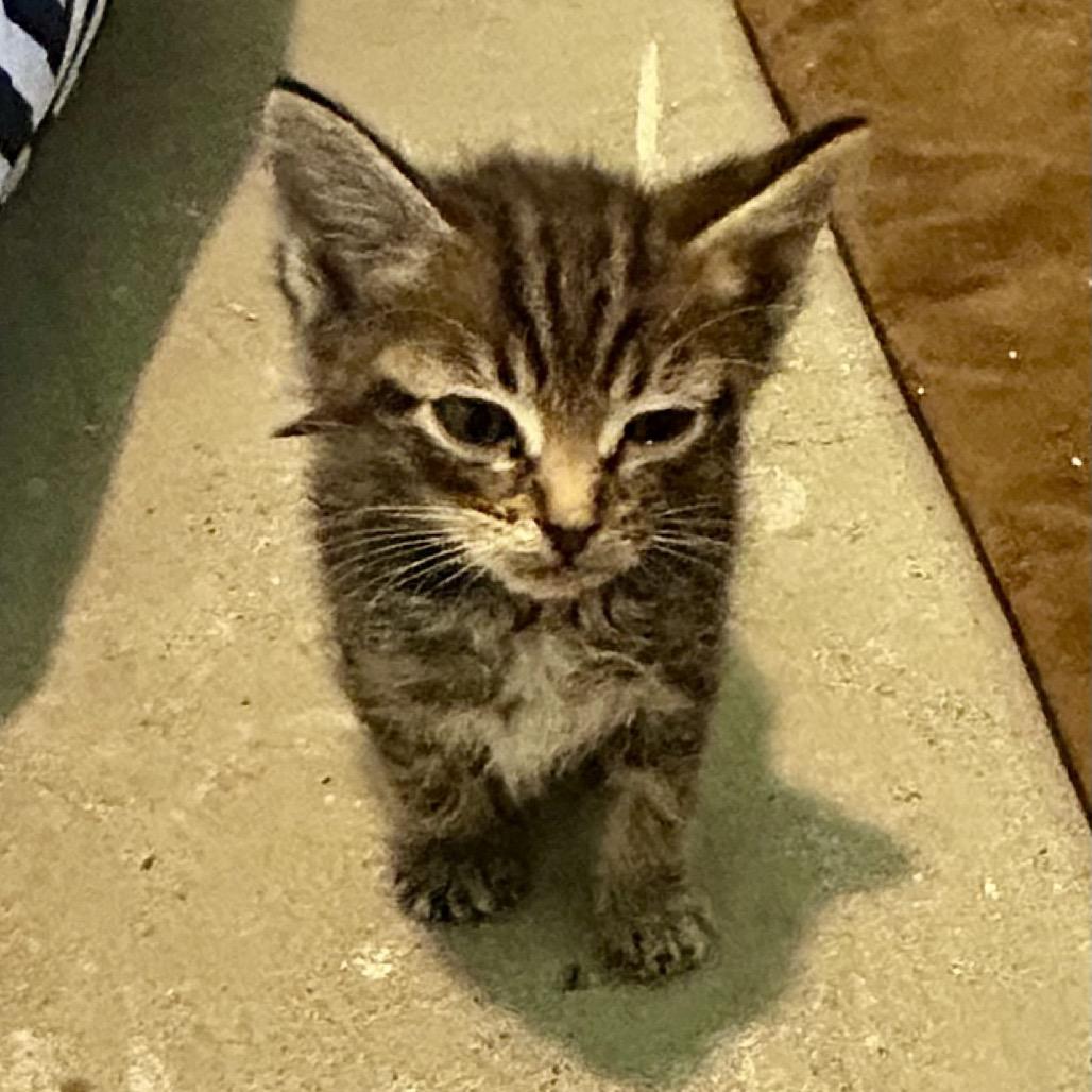 Enlarge Wally, a Adoptable Domestic Short Hair in Othello, WA image 2/4